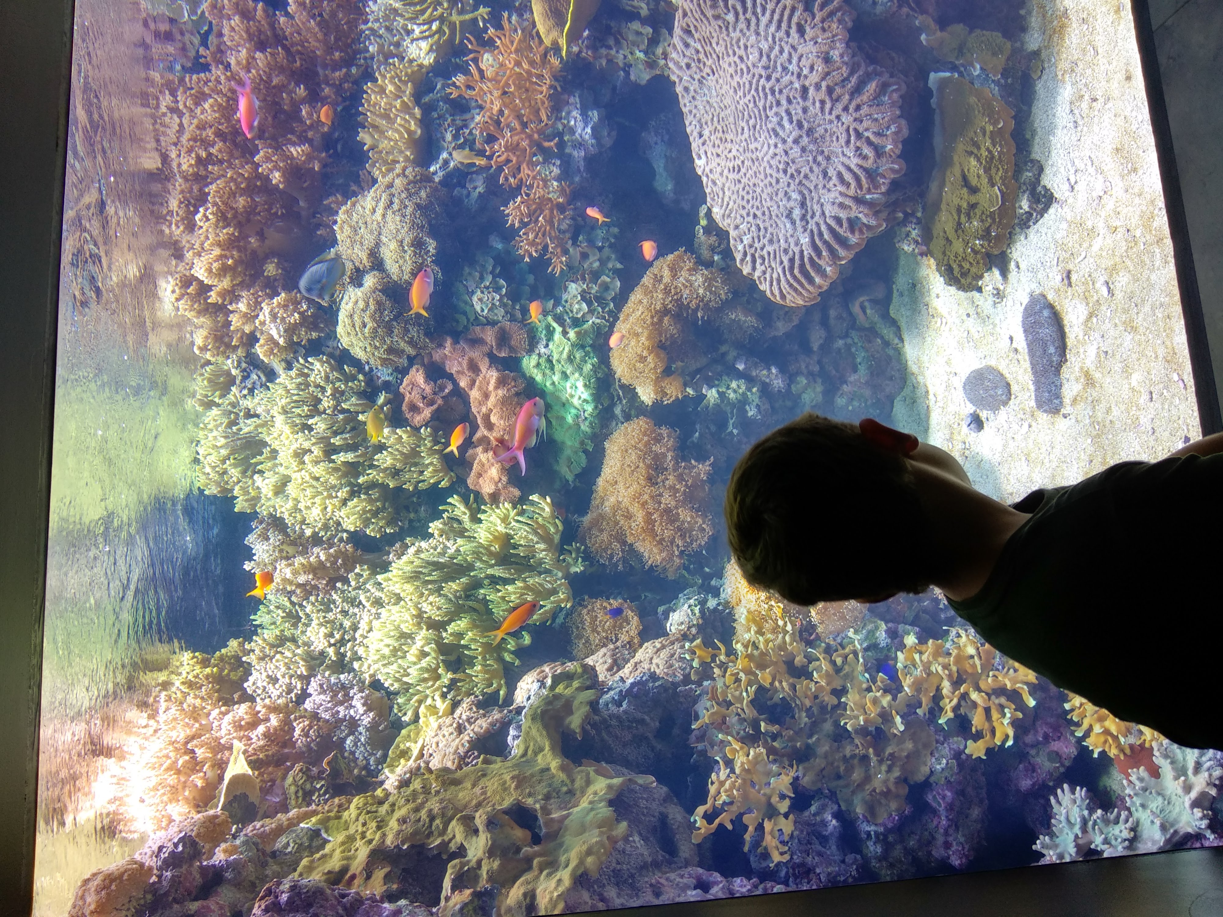 aquario
